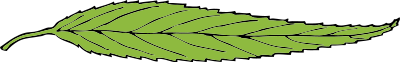 Lanceolate leaf clipart