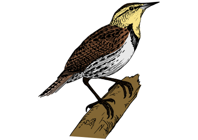 Lark or alondra clipart