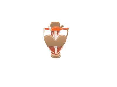 Larynx clipart