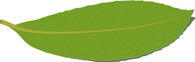 Laurel leaf clipart