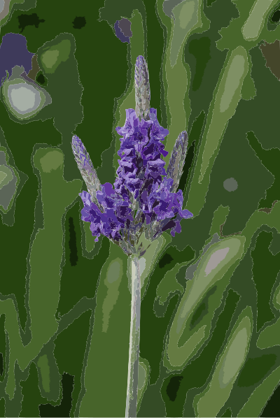 Lavandula multifida clipart