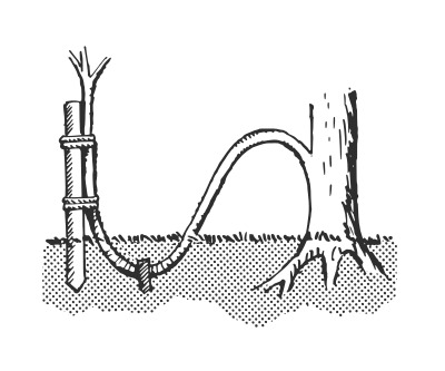 Layering-plant propagation technique clipart
