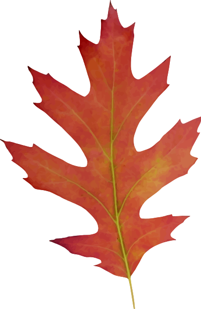 Leaf 11 clipart