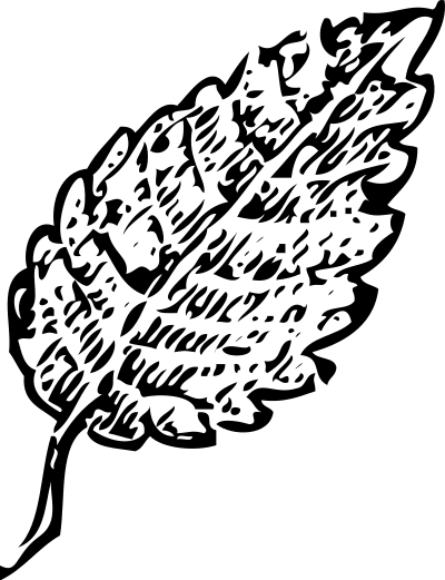Leaf clipart