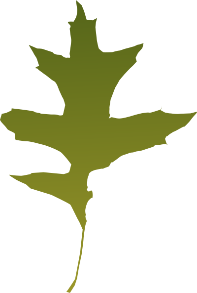 Leaf oak green clipart