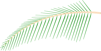 Leaf of Coconut Tree clipart