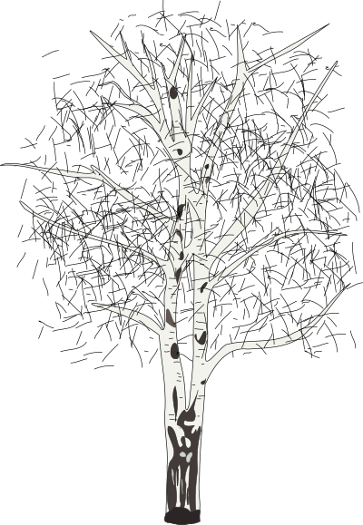 Leafless birch clipart