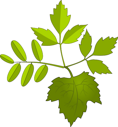 Leaves clipart