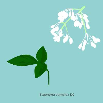 Leaves and blossoms clipart