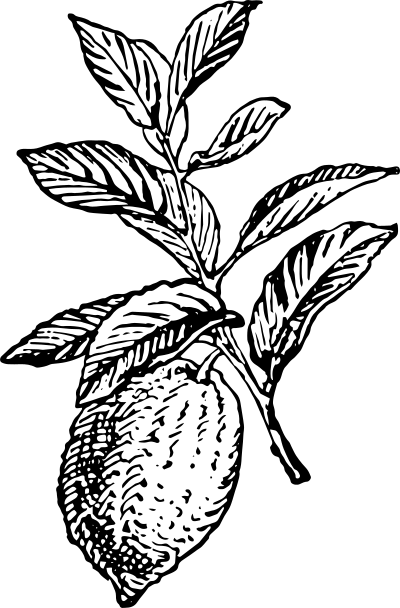 Lemon 3 clipart