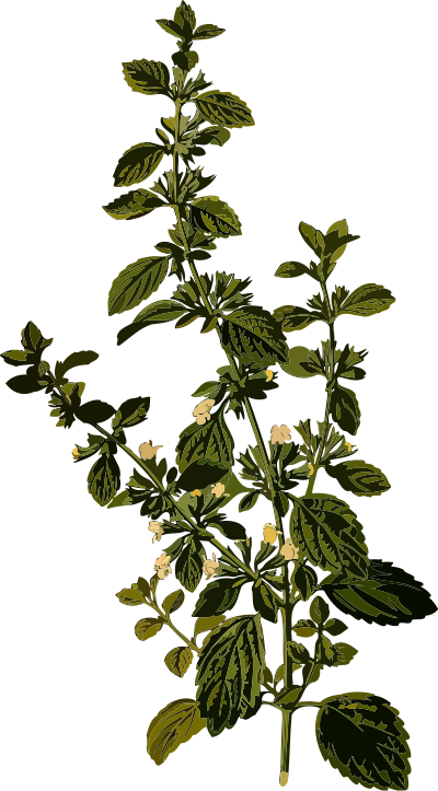 Lemon balm (smaller file) clipart