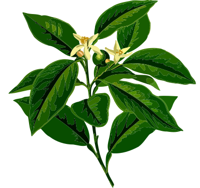 Lemon tree (low resolution) clipart