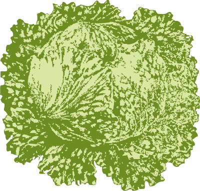 Lettuce clipart
