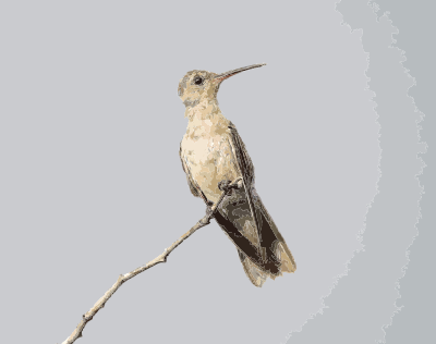 Leucippus fallax clipart