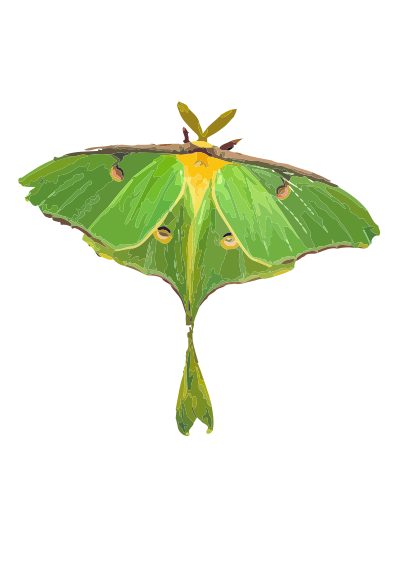 Luna Moth / Actias luna clipart
