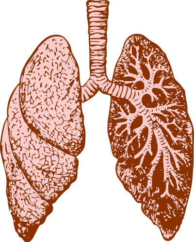 Lungs clipart
