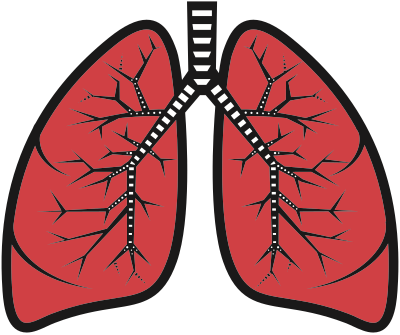 Lungs clipart