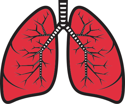 Lungs clipart