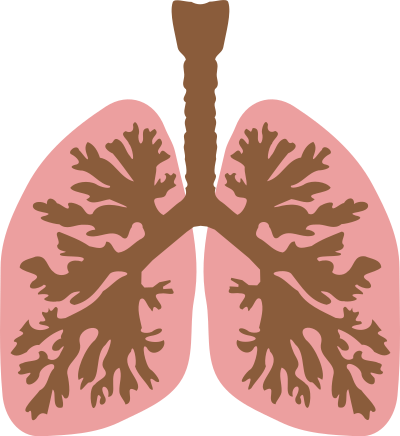 Lungs and bronchus clipart