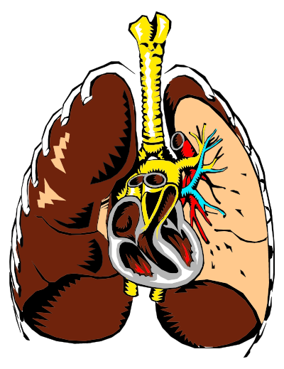 Lungs Cross Section Illustration clipart