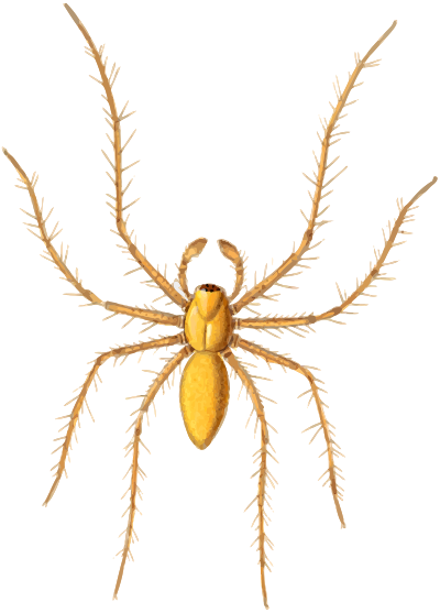 Lynx spider clipart