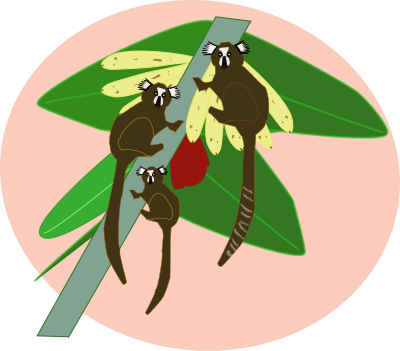 Macaco sagui clipart