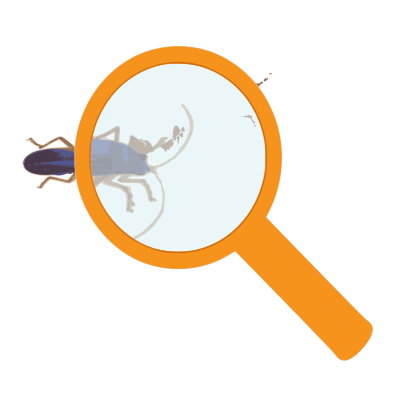 Magnifying Glass clipart