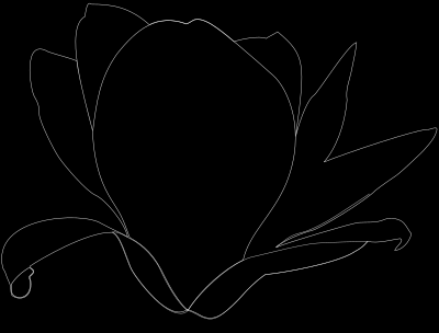 Magnolia white patricia 03r clipart