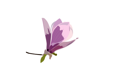 Magnolie clipart