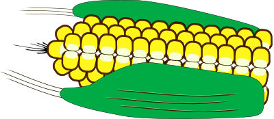 Maiskolben clipart