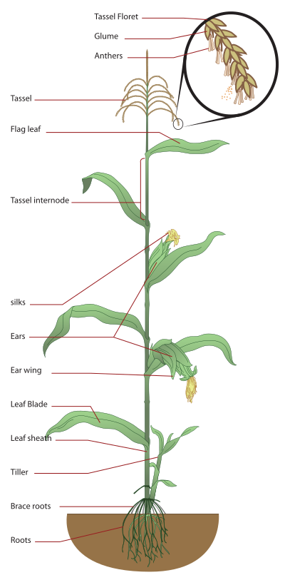 Maize diagram clipart