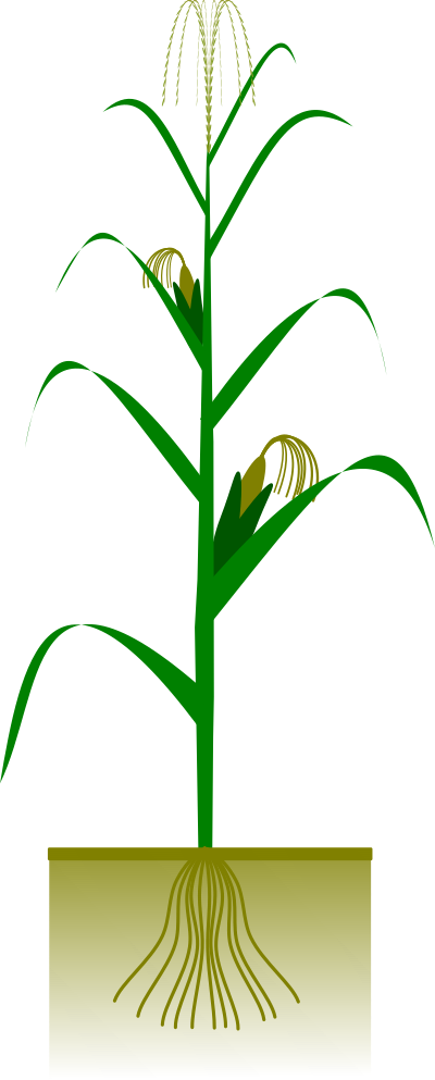 Maize plant clipart