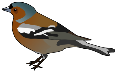 Male Chaffinch clipart