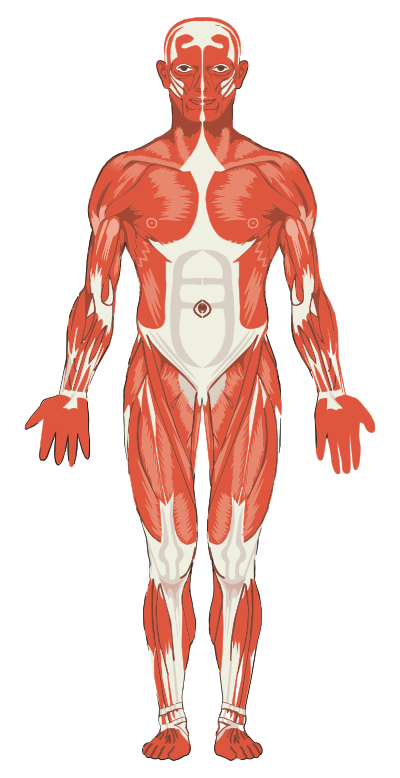 Male Musculature clipart