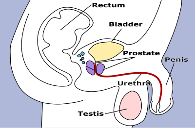 Male Pelvic Structures clipart