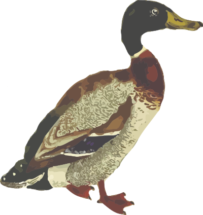 Mallard (isolated) clipart