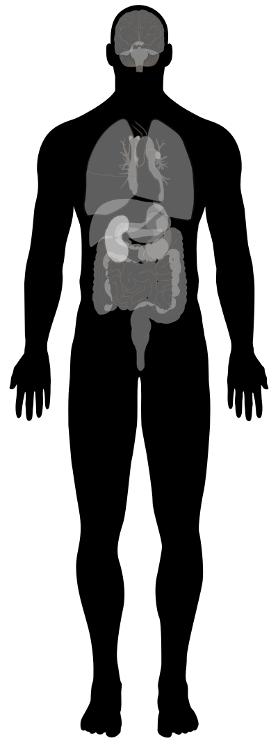 Man Anatomy clipart