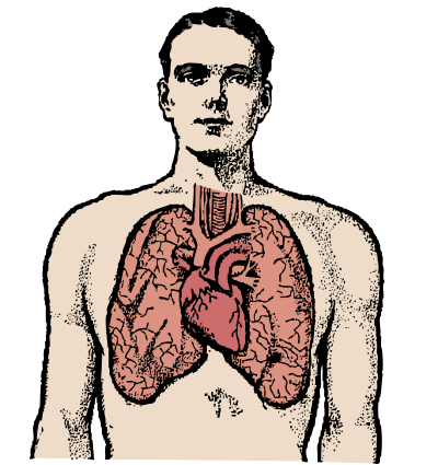 Man and Lungs - Colour Remix clipart