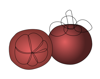 Mangosteen clipart