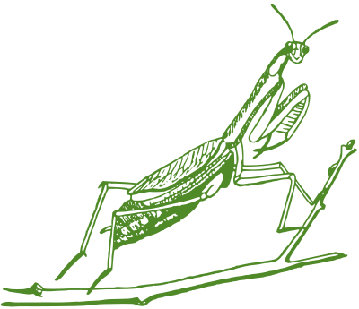Mantis clipart