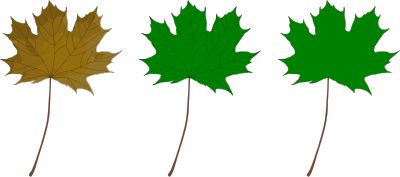Maple Leaf clipart