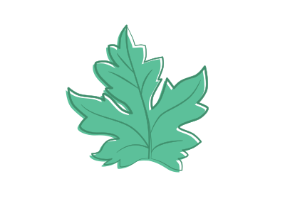 Maple leaf clipart