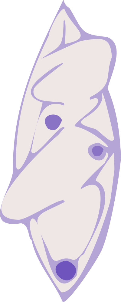 Mascara clipart