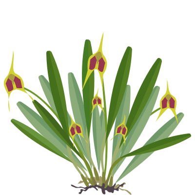 Masdevallia clipart