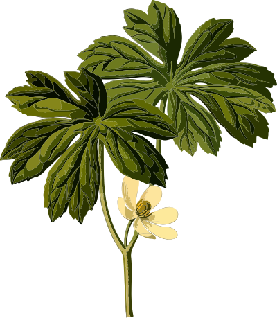 Mayapple (smaller file) clipart