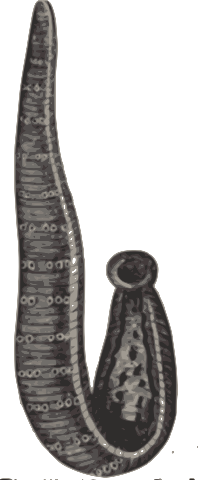 Medical leech clipart