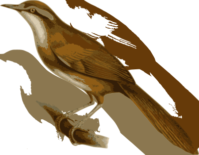 Megalurulus-mariei clipart