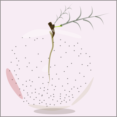 Mela Rossa clipart