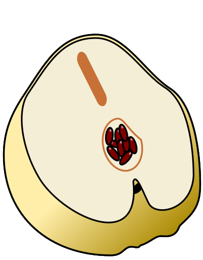 Membrillo clipart