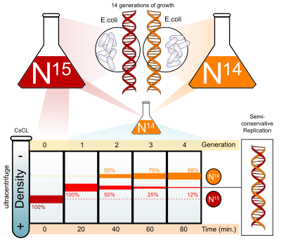 Meselson-stahl experiment diagram clipart